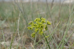 Pastinaca clausii