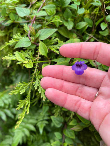 Torenia asiatica observed 2026-09-15
