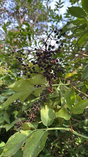 European black elderberry