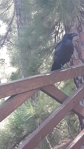 Common Raven