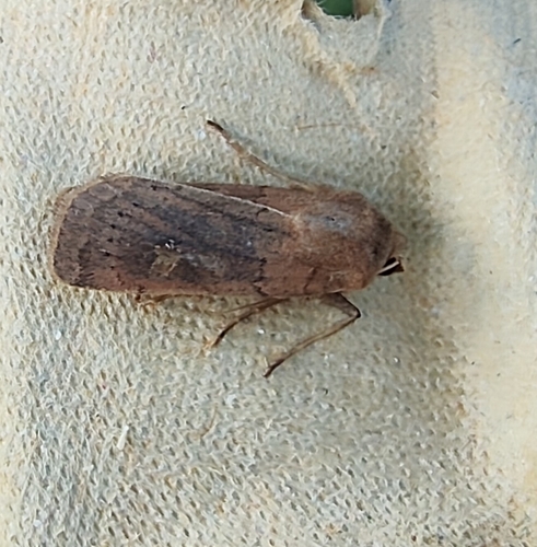 Square-spot Rustic