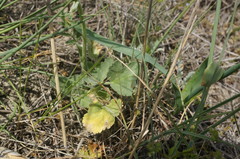 Pastinaca clausii