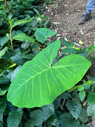 Xanthosoma robustum, 2026-09-11