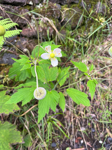 Eriocapitella japonica, 2026-09-16