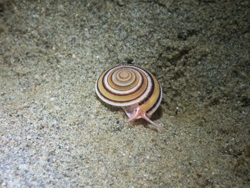 Architectonica maxima observed 2026-04-11