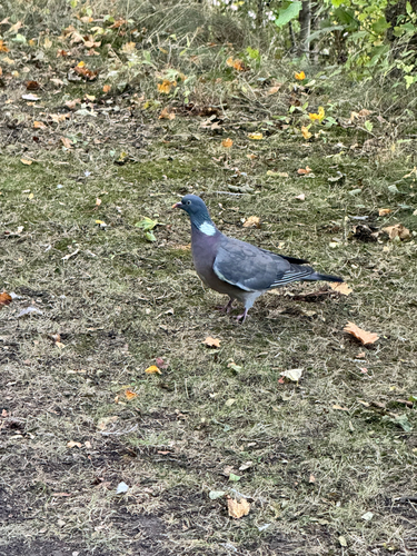 Common Wood-Pigeon