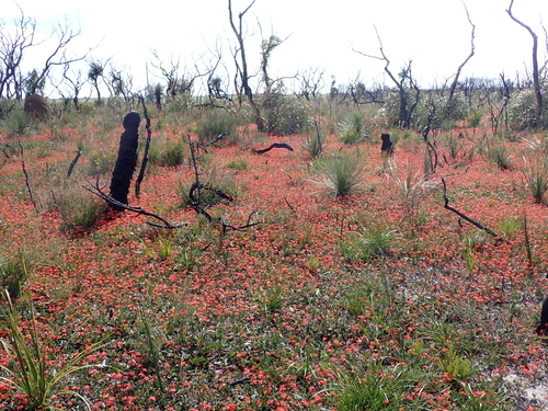Kennedia coccinea, photograph 5