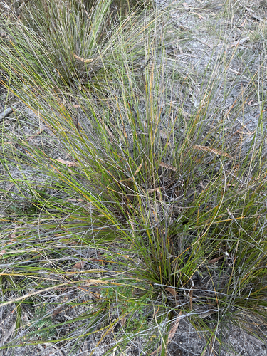 Lepidosperma filiforme observed 2026-09-17