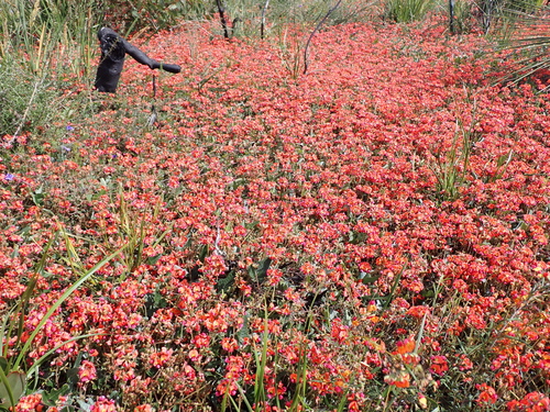 Kennedia coccinea, photograph 6