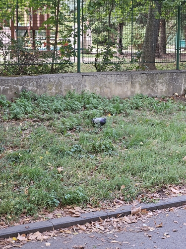 Feral Pigeon