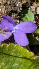 Viola hirta, photograph (c) guywallbanks, some rights reserved (CC BY)