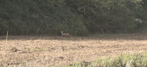 Red Fox