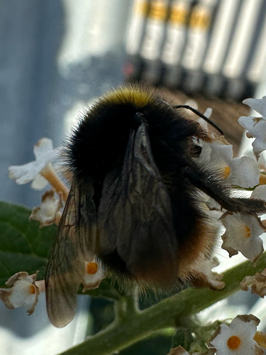 Early Bumble Bee