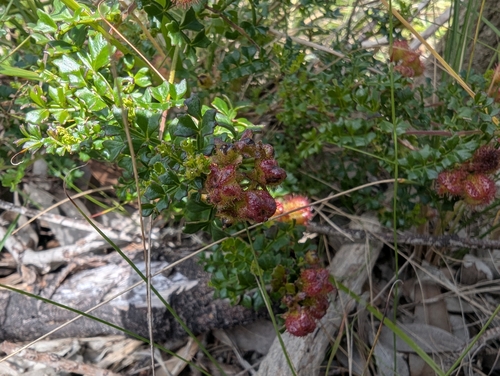 Dwarf Hop-bush