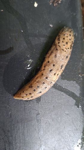 Leopard Slug