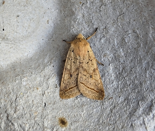 Yellow-line Quaker