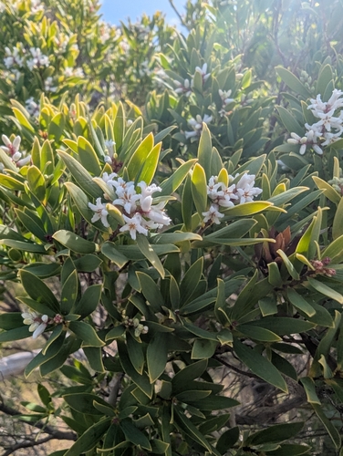 coastal beard-heath