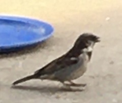 Passer domesticus