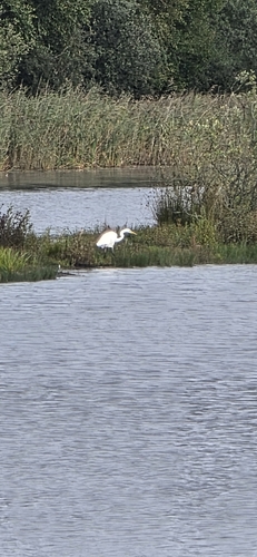 Great Egret