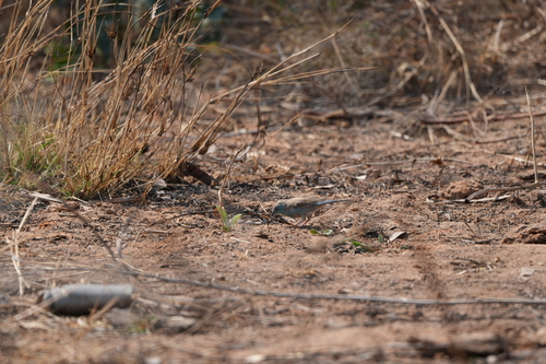 Angolan Blue Waxbill