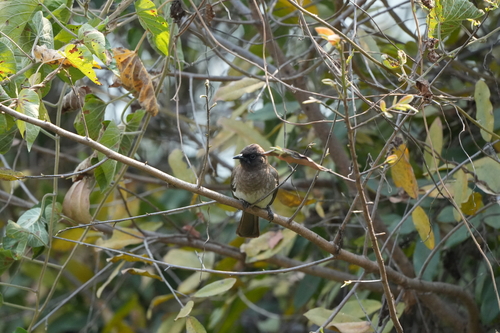 Common Bulbul