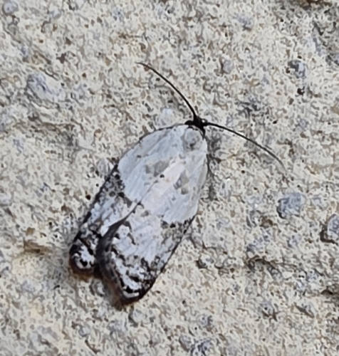 Garden Rose Tortrix