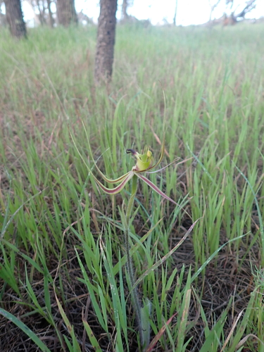 fringed mantis orchid