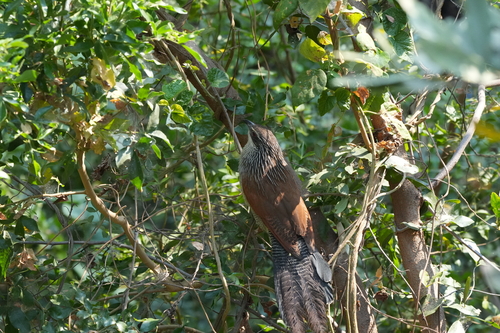 White-browed Coucal