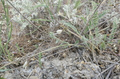 Astragalus reduncus
