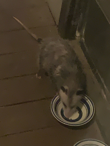 Virginia Opossum