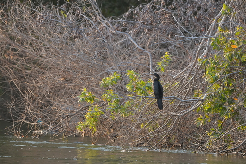 Reed Cormorant