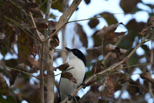 Swamp Boubou