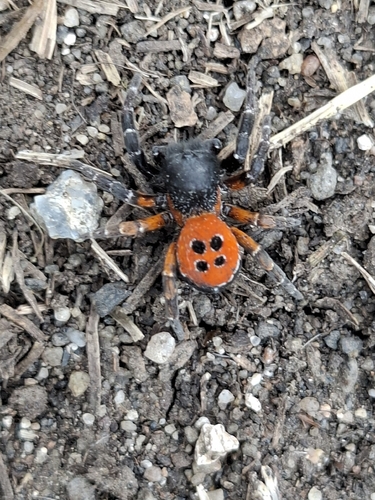 Ladybird Spider
