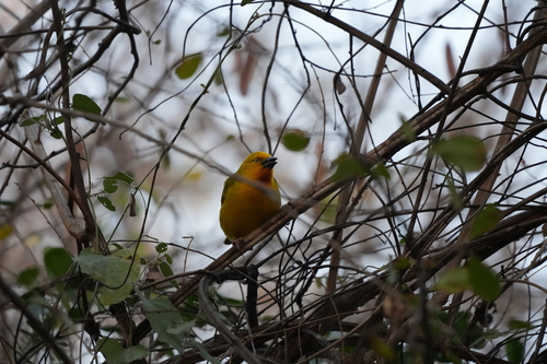 Holub's Golden-Weaver