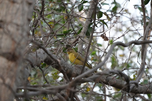 Yellow-bellied Greenbul