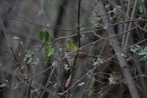 Brown-crowned Tchagra