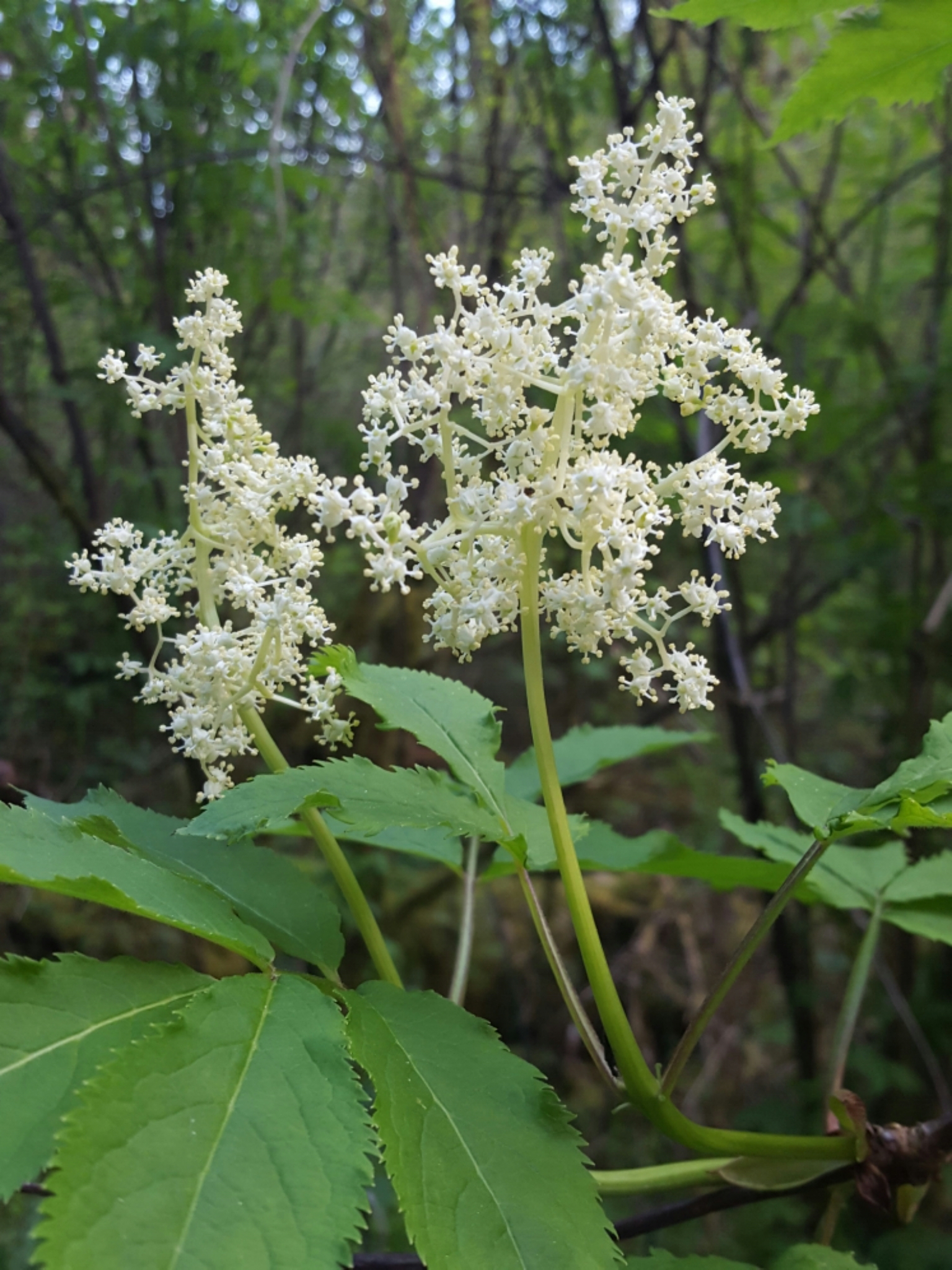 Sambucus racemosa var. arborescens