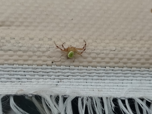 Triangle Crab Spider