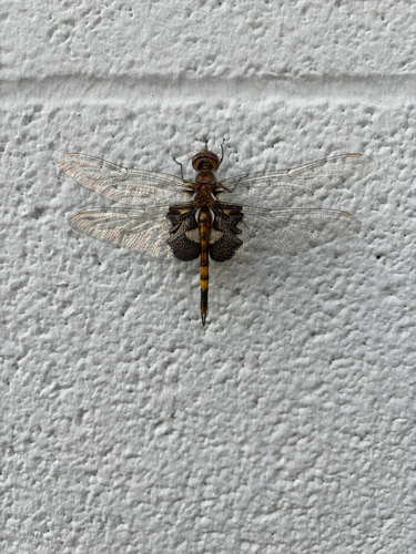 Black Saddlebags