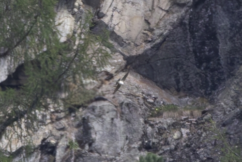 Eurasian Crag-Martin