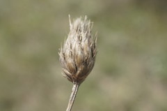 Cephalaria transsylvanica