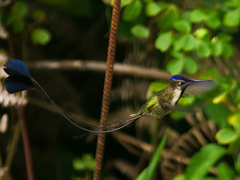 Marvelous Spatuletail photo 2