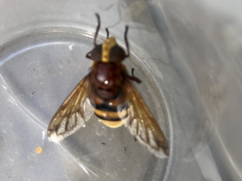 Hornet Mimic Hover Fly