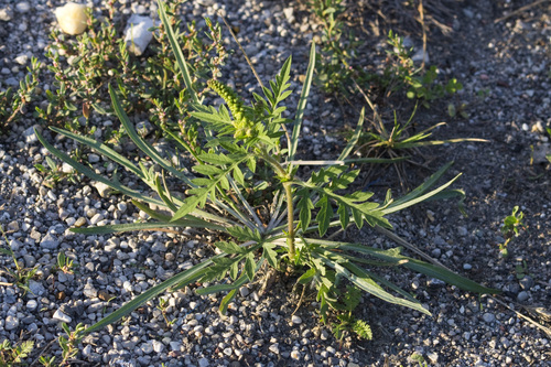 common ragweed