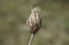 Cephalaria transsylvanica