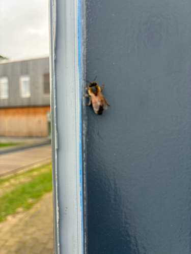 Western Honey Bee