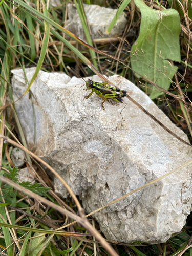 Long-winged Mountain Grasshopper