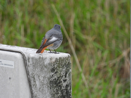 Black Redstart
