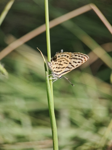 Mediterranean Pierrot