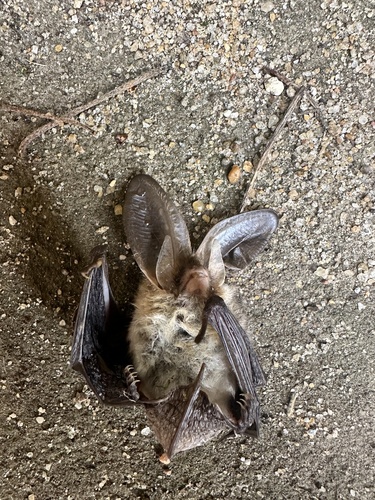 Brown Long-eared Bat